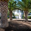Palme alte in un cortile ombreggiato.