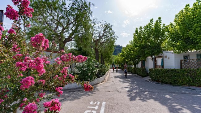 Fiori rosa e strada alberata con case mobili.