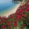 Spiaggia panoramica con fiori rossi.