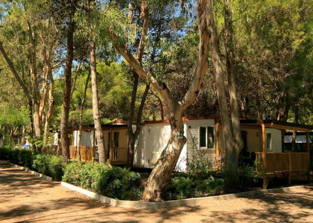 Casette tra gli alberi in un ambiente di campeggio.