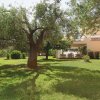 Giardino con albero e edificio sullo sfondo.