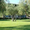 Ulivi in un prato curato davanti a una casa.