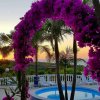 Piscina circondata da fiori viola e palme al tramonto con vista sul mare.